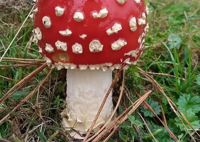 El Jaral Orihuela del Tremedal