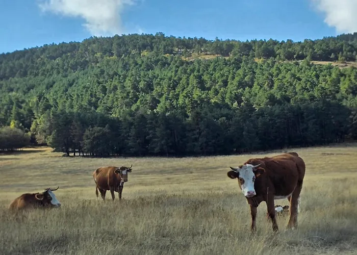El Jaral Apartmán *